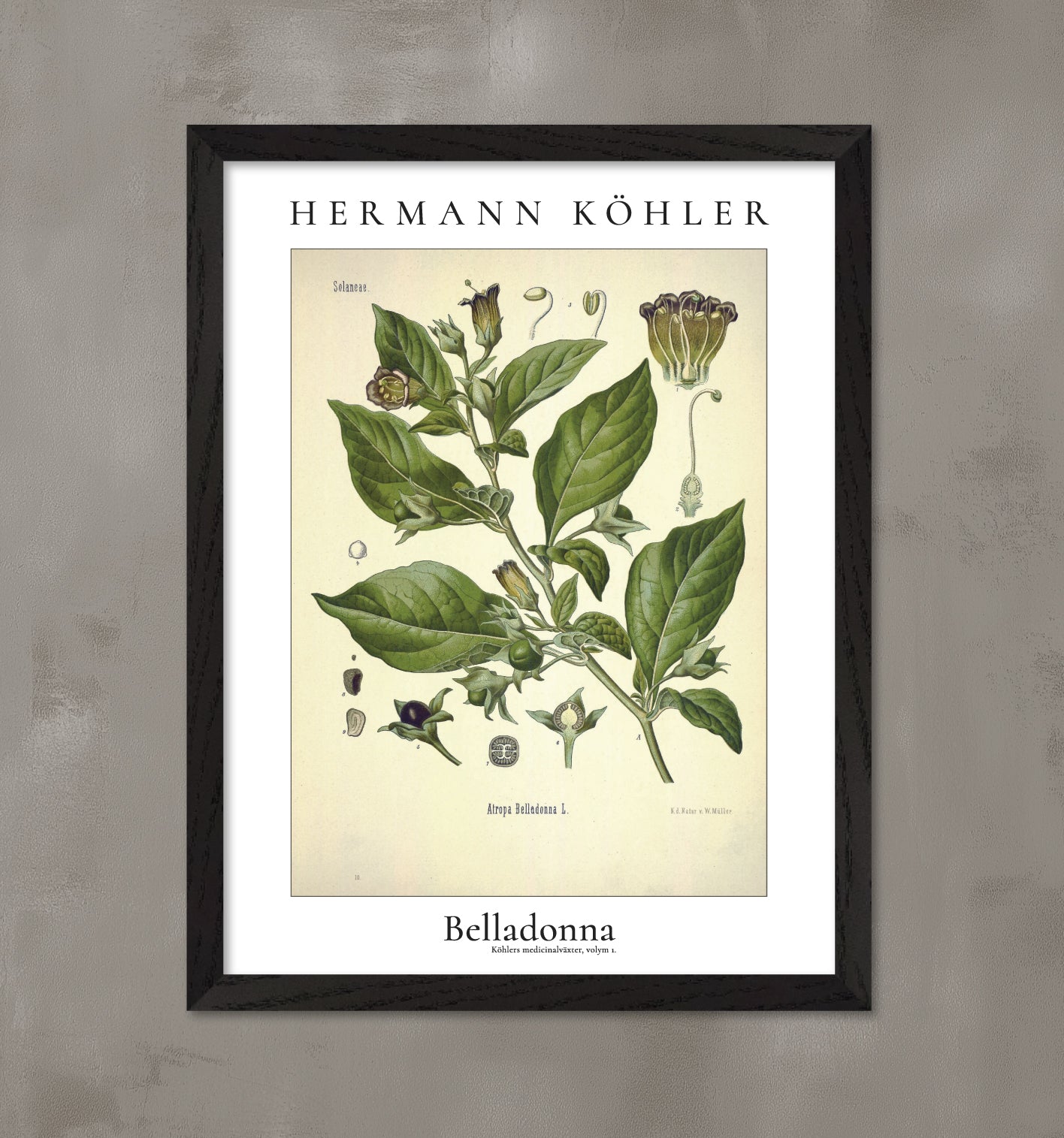Poster med belladonna med svart ram