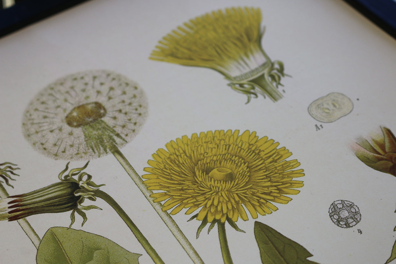 Detalj poster med maskros illustration