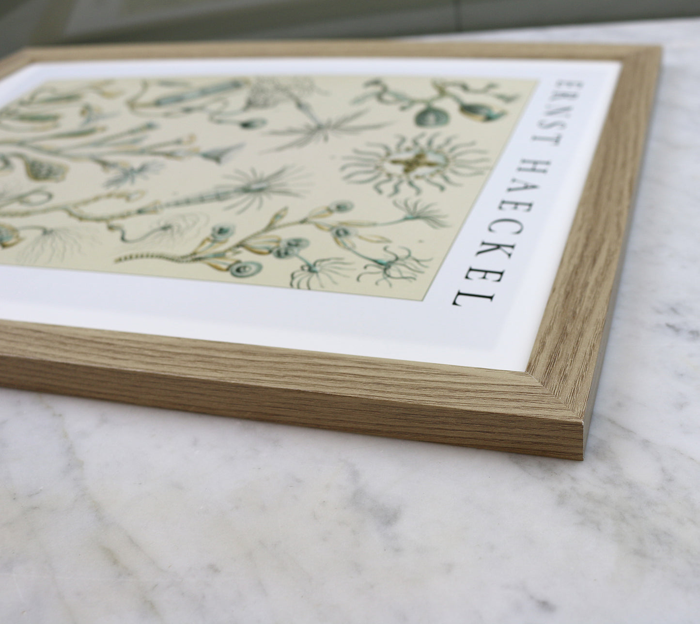 Poster med vintage marin illustration – klockformade djur