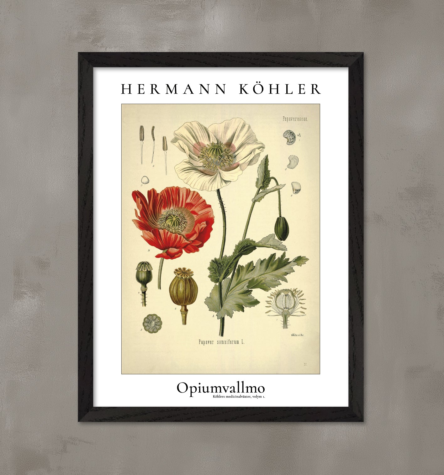 Inramad konstposter med opiumvallmo. Från Hermann Köhlers medicinalväxter.