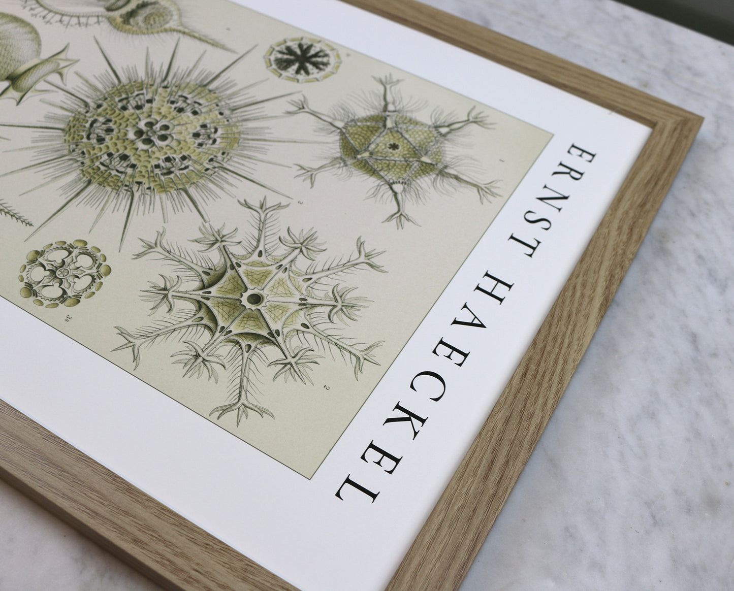 Poster med vintage marin illustration – geometriska djur