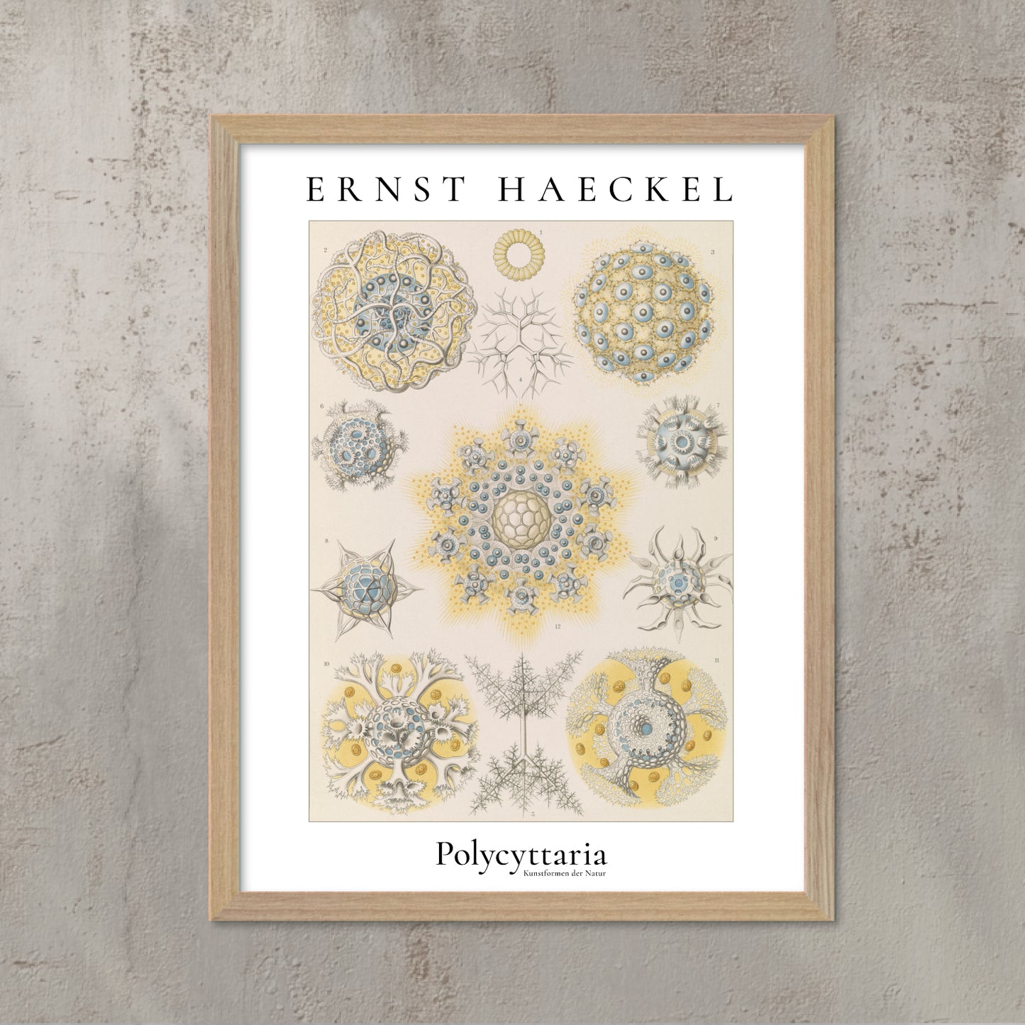 Poster med vintage marin illustration – radiärsymmetriska djur