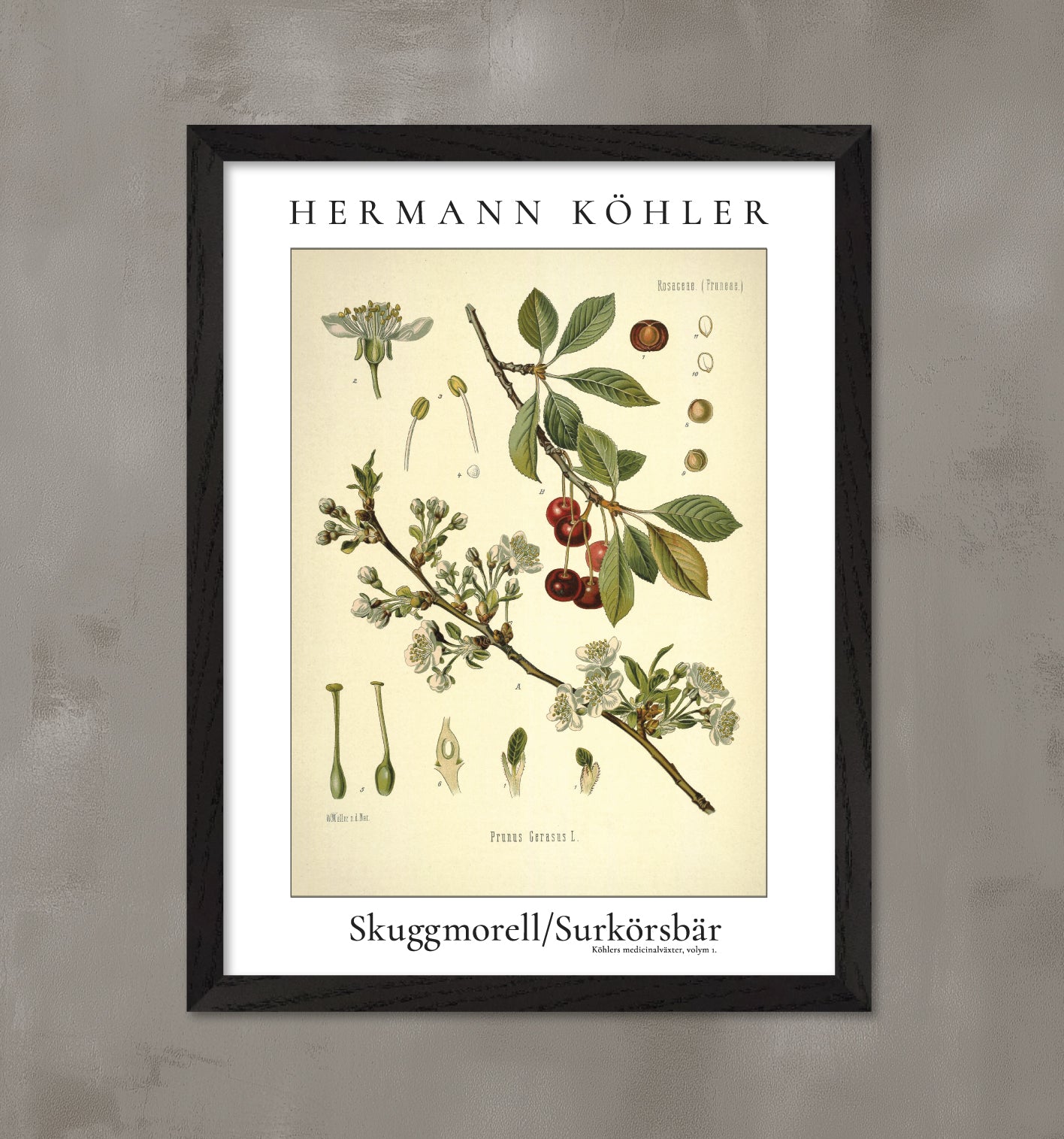 Inramad konstposter med skuggmorell (även kallad surkörsbär). Från Hermann Köhlers medicinalväxter.