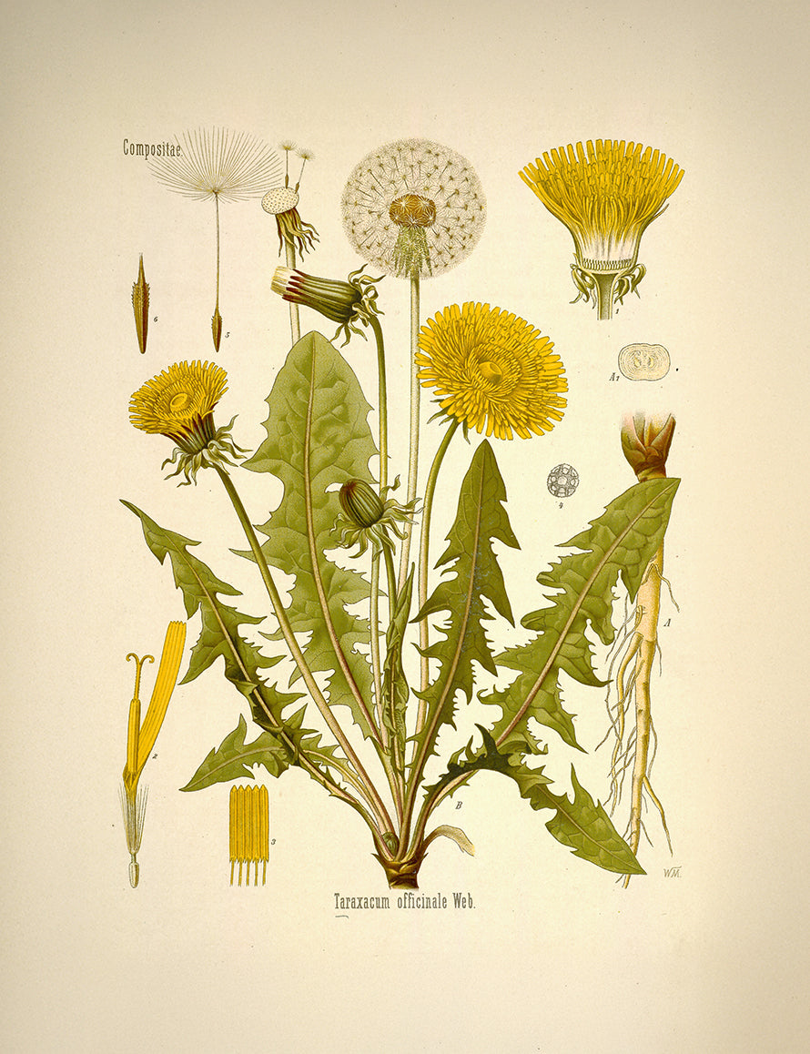 Illustration maskros gammal stil