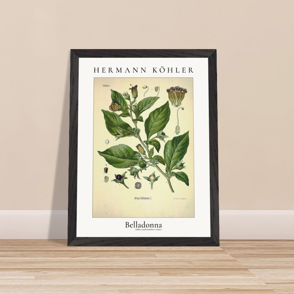 Inramad konstposter med belladonna. Hermann Köhler.