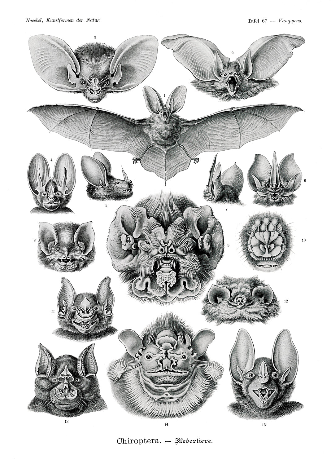 Bilder av olika fladdermusarter, svartvit illustration.