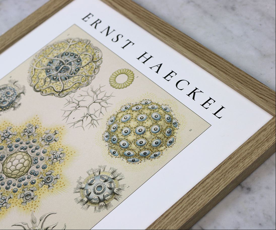 Detaljbild av vackra stråldjur. Ernst Haeckel.