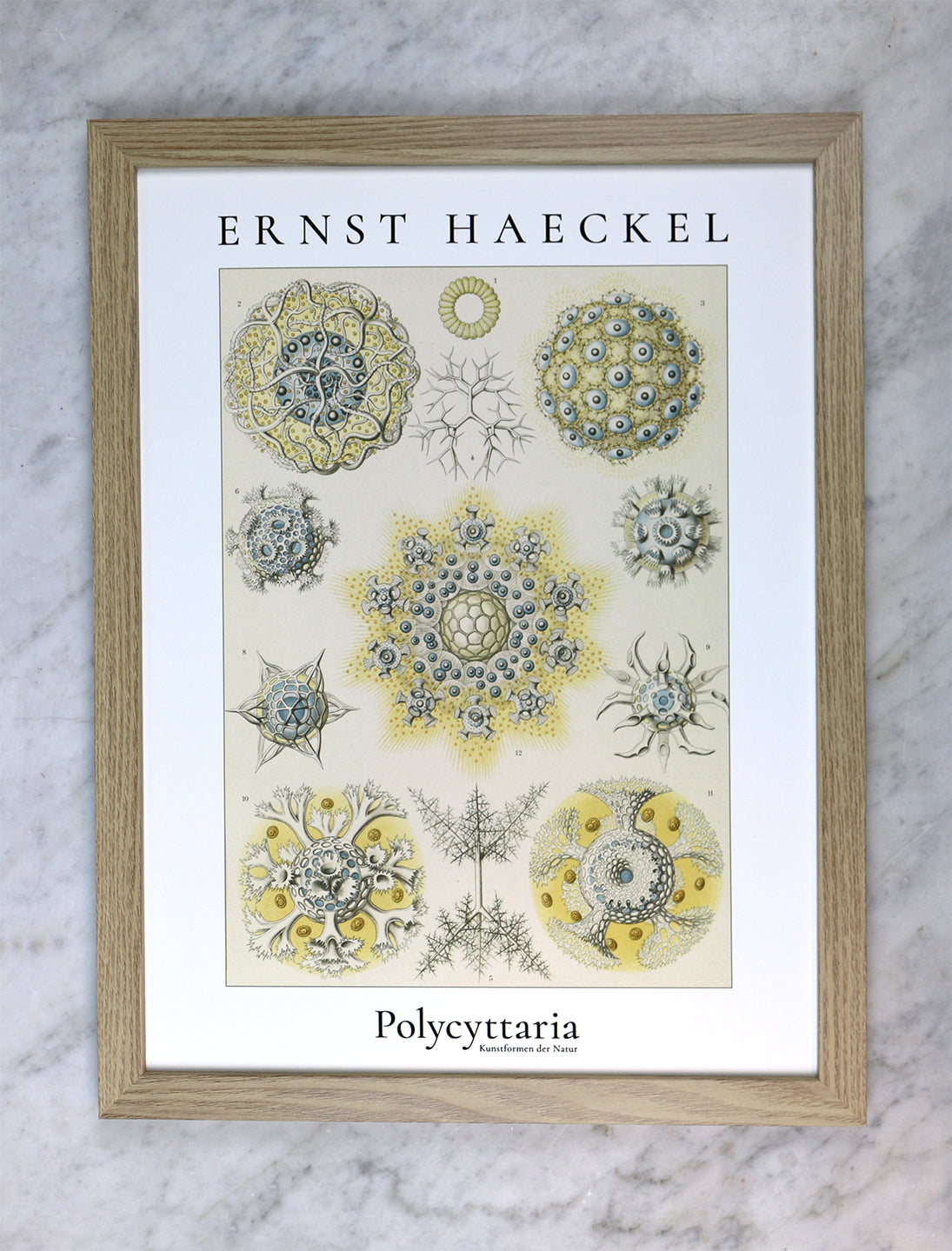 Vackra radiärsymmetriska stråldjur, Ernst Haecle.