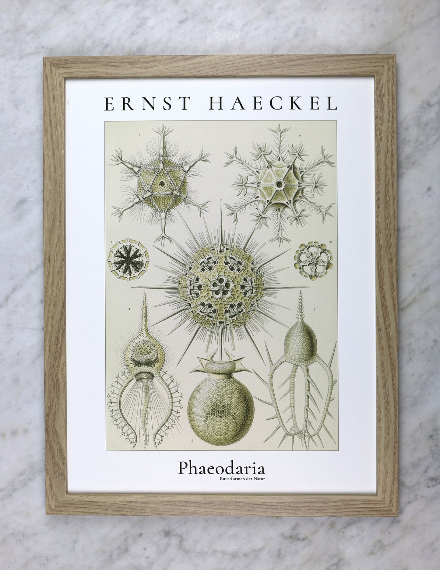 Poster med vintage marin illustration – geometriska djur